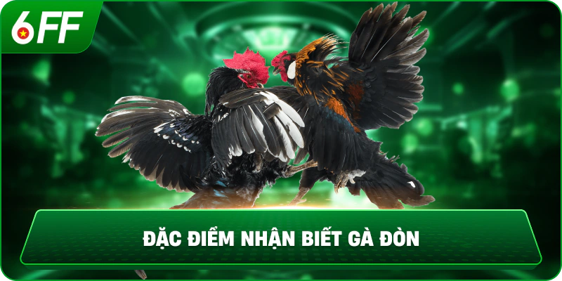 Đặc điểm nhận biết gà đòn