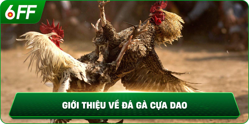Giới thiệu về đá gà cựa dao
