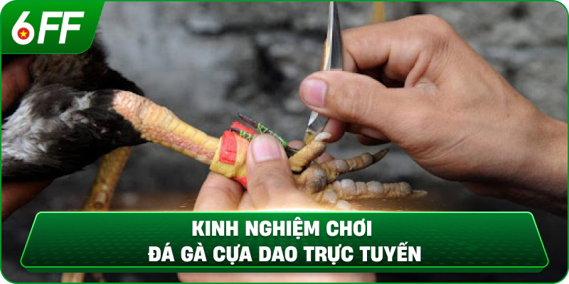 Kinh nghiệm chơi đá gà cựa dao trực tuyến
