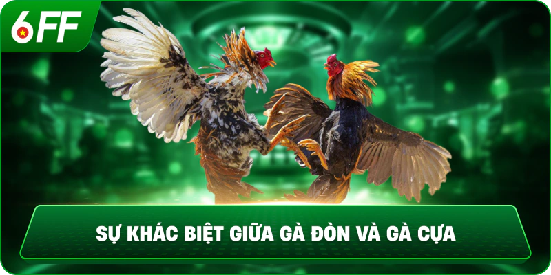 Sự khác biệt giữa gà đòn và gà cựa